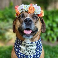 Sitter Profile Image: Angela D.