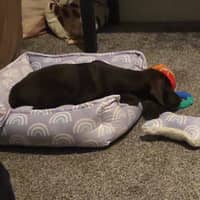 Sitter Profile Image: Nina D.