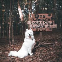 Sitter Profile Image: Alexa S.