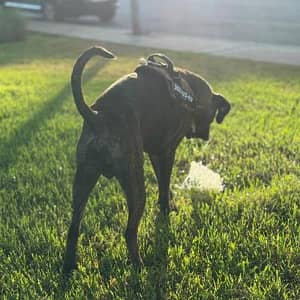 Sitter Profile Image: miguel angel a.