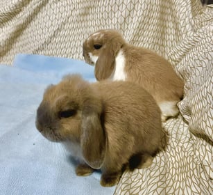 Image 0