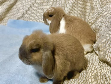 Image 0