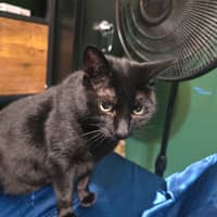 Sitter Profile Image: Morgan S.