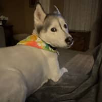 Sitter Profile Image: Kolette J.