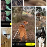 Profilbilde av hundepasser: Linn E.