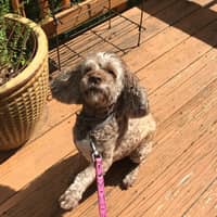 Sitter Profile Image: Norma M.