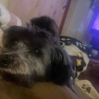 Sitter Profile Image: Abby G.