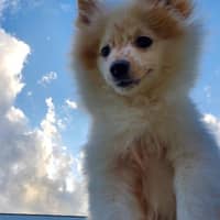 Sitter Profile Image: Asma A.