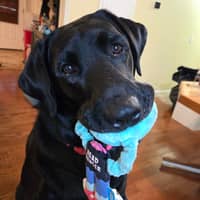 Sitter Profile Image: Sara H.