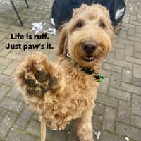 Sitter Profile Image: Ben C.