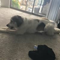 Sitter Profile Image: Gretchen B.