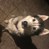 Photo de profil du pet sitter : Charlene P.