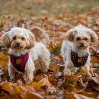 Sitter Profile Image: Valentina D.