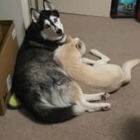 Sitter Profile Image: Anthony J.