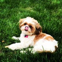 Sitter Profile Image: Elizabeth C.