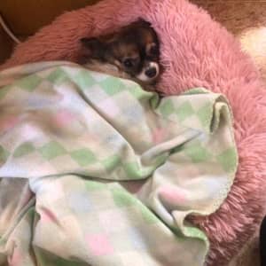 Sitter Profile Image: Veronica T.