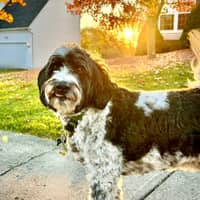 Sitter Profile Image: Dianna & Matthew B.