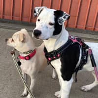 Sitter Profile Image: Angie B.