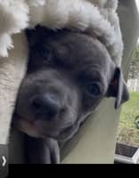 Photo de profil du pet sitter : Sherihanne M.