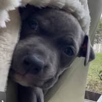Photo de profil du pet sitter : Sherihanne M.