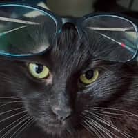 Sitter Profile Image: Shama Sami A.