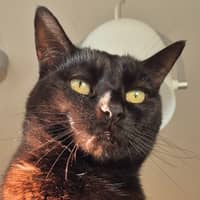 Photo de profil du pet sitter : Manon P.