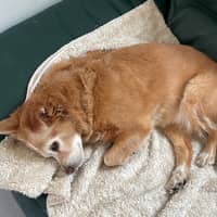 Photo de profil du pet sitter : Zineb E.