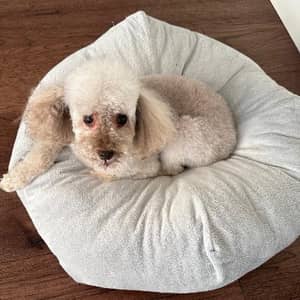 Sitter Profile Image: Jing Z.