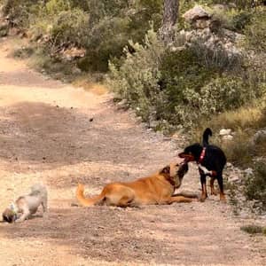 Sitter Profile Image: Lilia B.