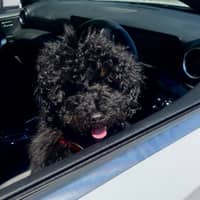 Sitter Profile Image: Ayesha H.