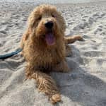 Sitter Profile Image: Anna G.