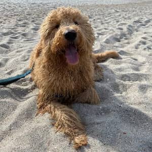 Sitter Profile Image: Anna G.