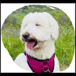 Sitter Profile Image: Nicole K.