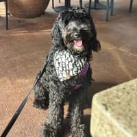 Sitter Profile Image: Ashley C.