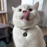 Sitter Profile Image: Moxesh S.