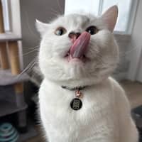 Sitter Profile Image: Moxesh S.