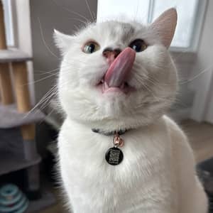 Sitter Profile Image: Moxesh S.