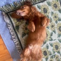 Sitter Profile Image: Ace