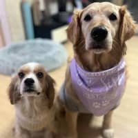 Sitter Profile Image: Yvette M.