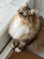 Sitter Profile Image: Pia M.