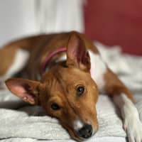 Photo de profil du pet sitter : Livya M.