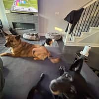 Sitter Profile Image: Jiayi J.