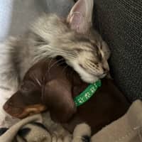 Sitter Profile Image: Clare F.