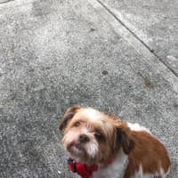 Sitter Profile Image: Diego I.