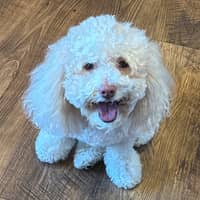 Sitter Profile Image: Joie A.