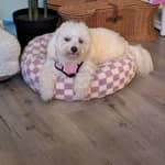 Sitter Profile Image: Khushbu S.