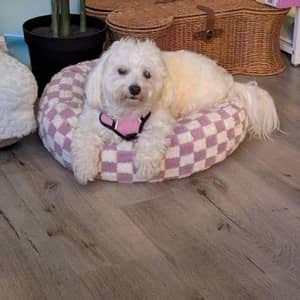 Sitter Profile Image: Khushbu S.