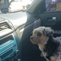 Sitter Profile Image: Nathan W.