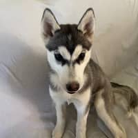 Sitter Profile Image: Kaylee S.