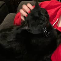 Sitter Profile Image: Kaylee S.